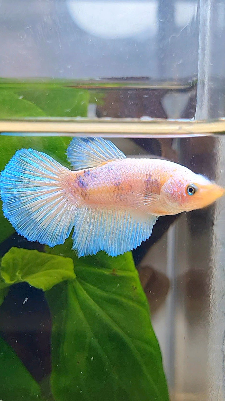 FEMALE HALFMOON WHITE LINE BLUE RIM BETTA FISH
