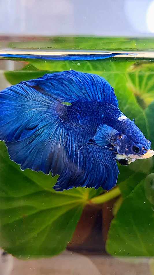 HALFMOON DOUBLE TAIL BLUE BETTA FISH