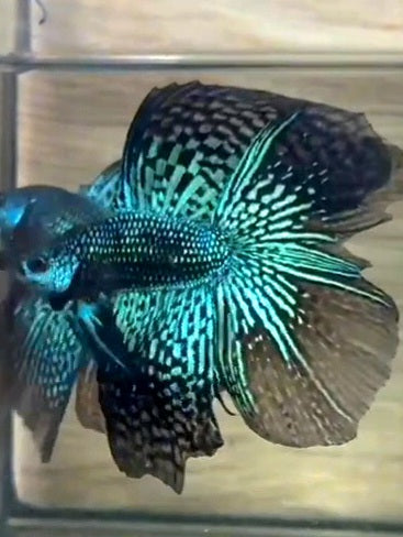 LUXURY HALFMOON DOUBLE TAIL GREEN ALIEN HYBRID WILD BETTA FISH