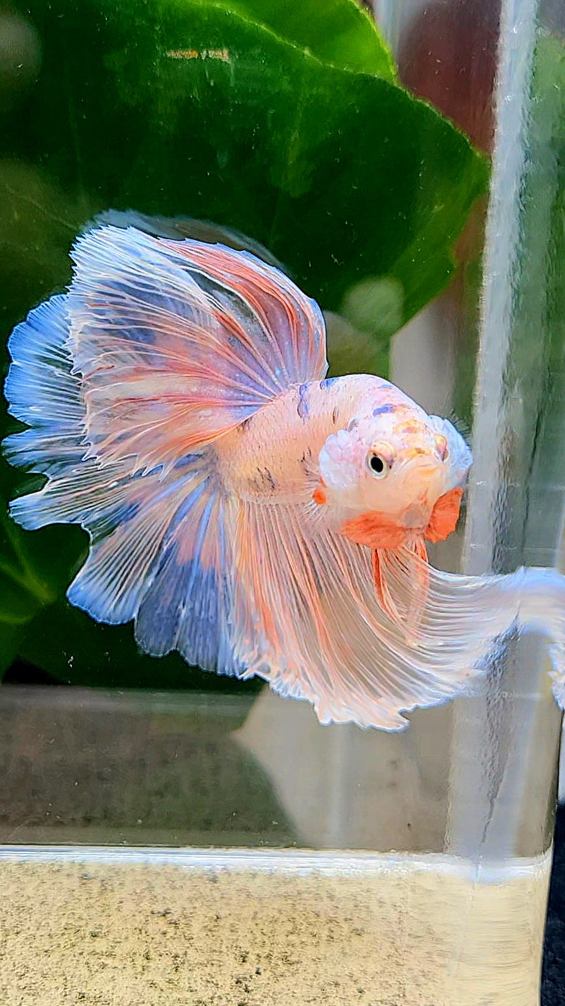HALFMOON ROSETAIL PINK FANCY FLAMINGGO BLUE DOT BETTA FISH