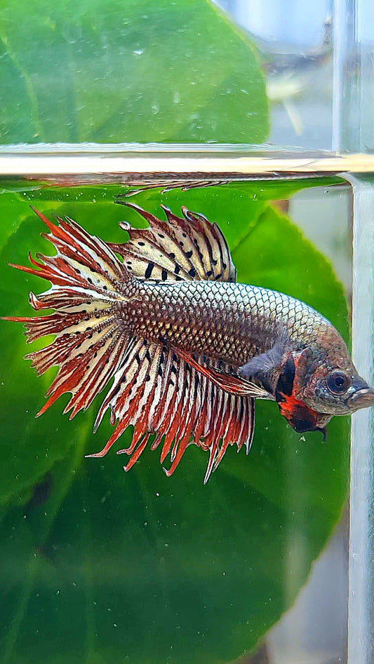 LUXURY CROWNTAIL PLAKAT ALIEN COPPER HYBRID WILD BETTA FISH