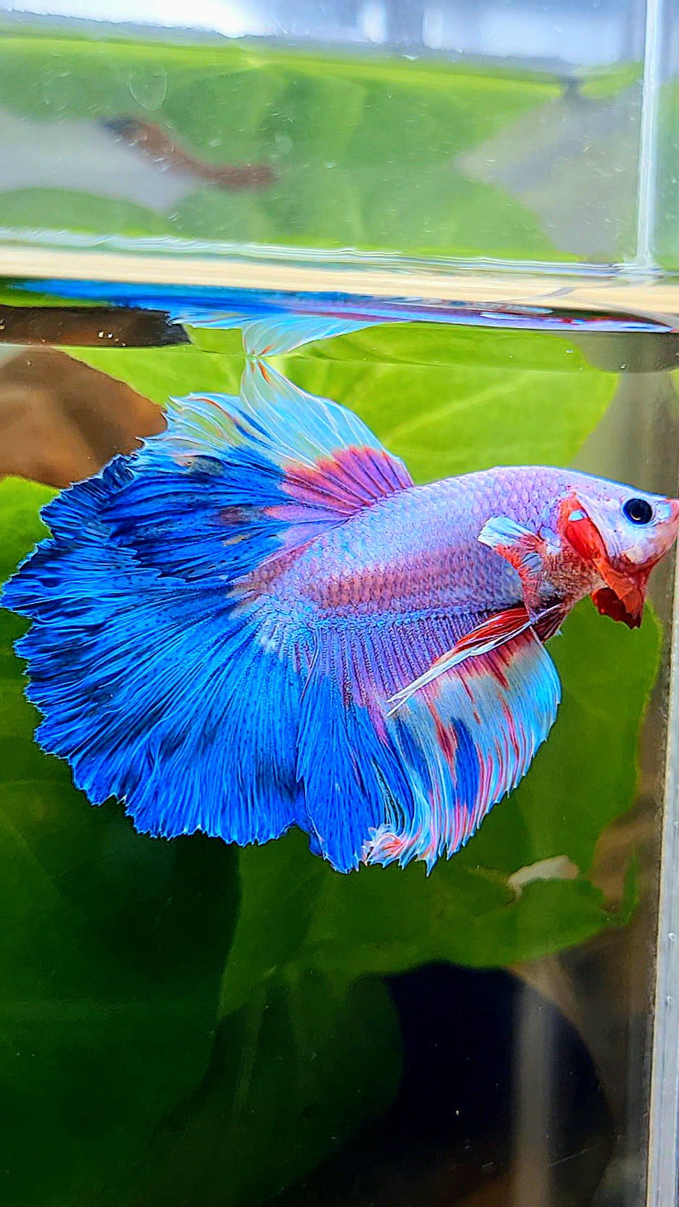 HALFMOON ROSETAIL PINK PURPLE BLUE RIM FLAMINGGO BETTA FISH