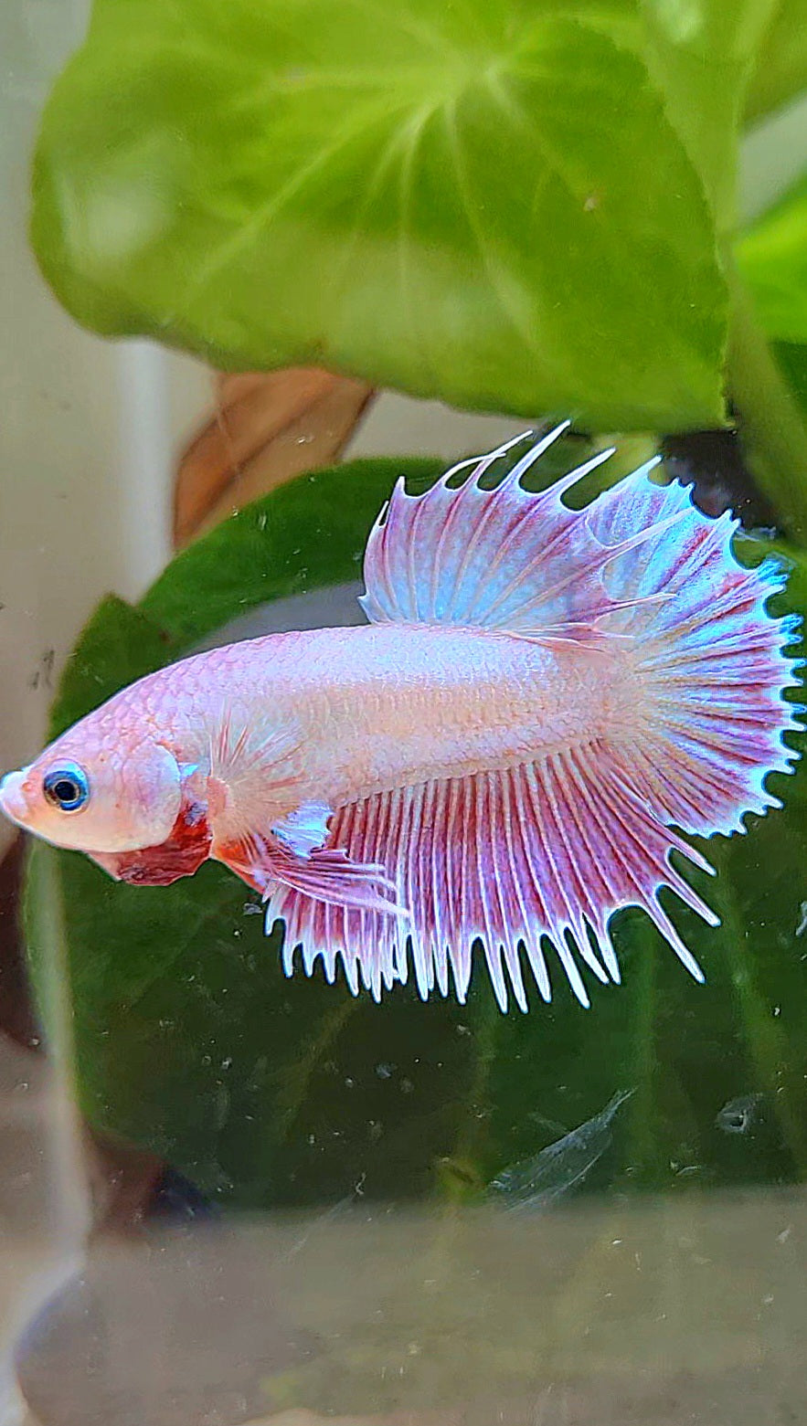 LUXURY CROWNTAIL PLAKAT PINK UNICORN BETTA FISH