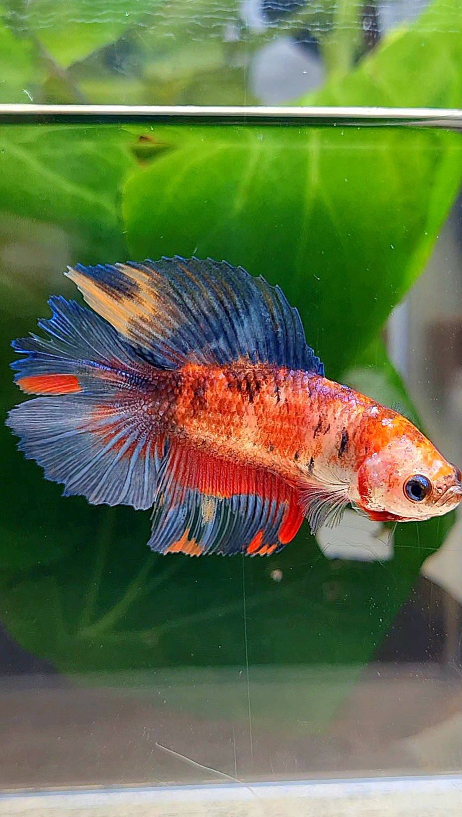 FEMALE HALFMOON DOUBLE TAIL RED KOI MULTICOLOR BETTA FISH