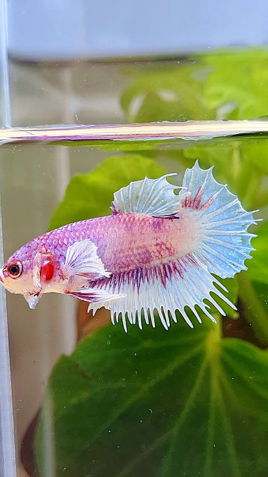 CROWNTAIL PLAKAT BIG EAR PINK WHITE FANCY BETTA FISH