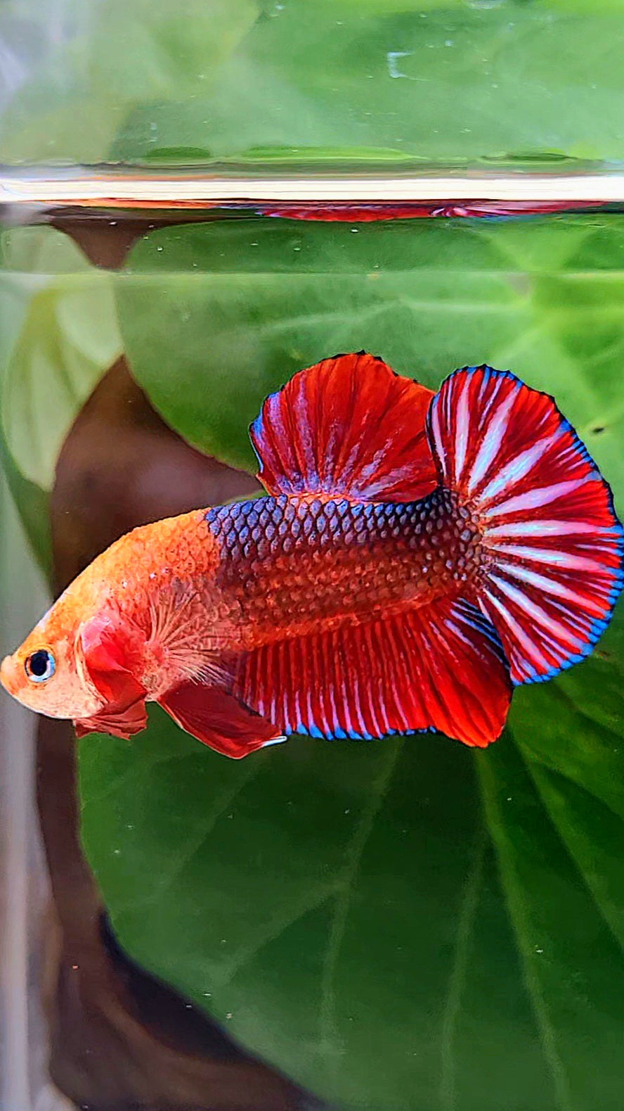 PLAKAT RED FANCY MONKEY FACE BETTA FISH