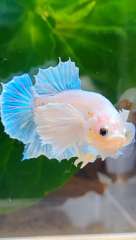 PLAKAT SUPER DUMBO EAR WHITE CELLOPHANE BETTA FISH