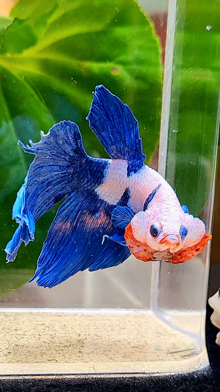 HALFMOON PINK FANCY FLAMINGGO BLUE DOT BETTA FISH