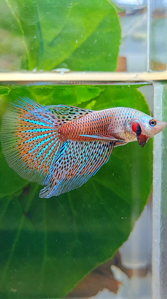 HALFMOON ALIEN HYBRID GREEN ORANGE BUTTERFLY WILD BETTA FISH