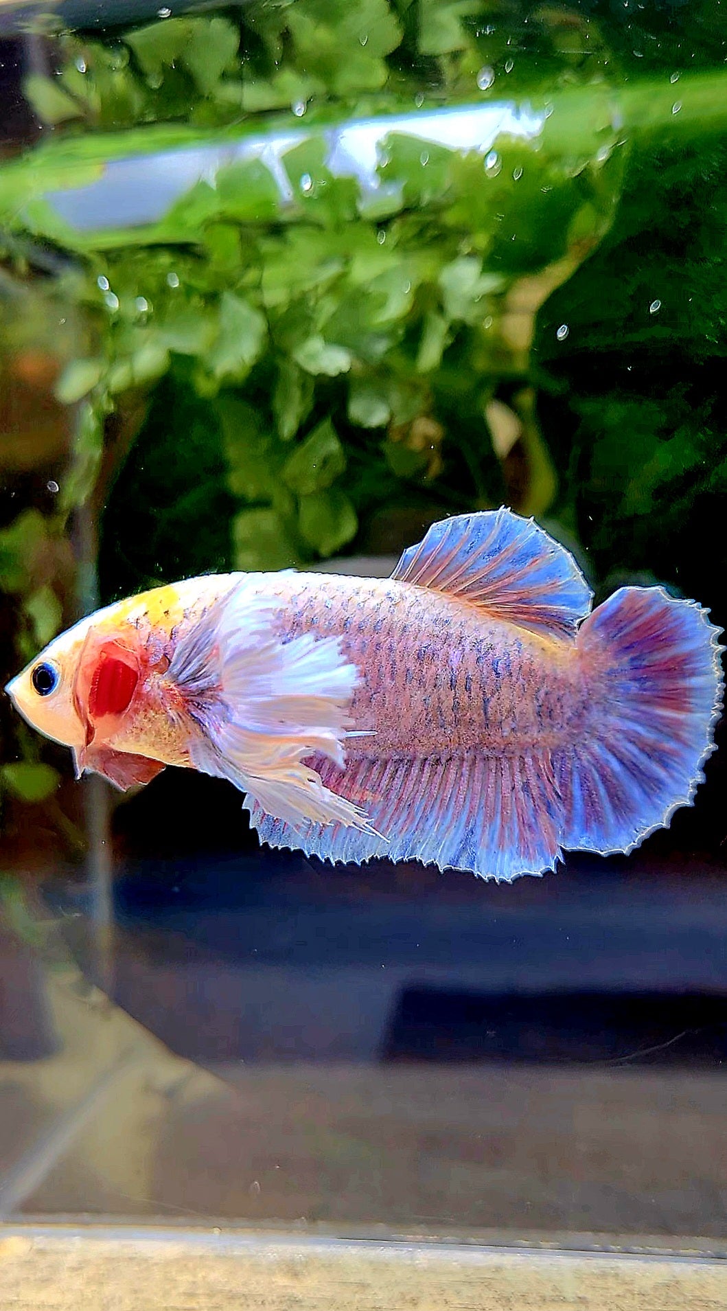 FEMALE KING PLAKAT DUMBO ONE EAR YELLOW MASCOT BETTA FISH