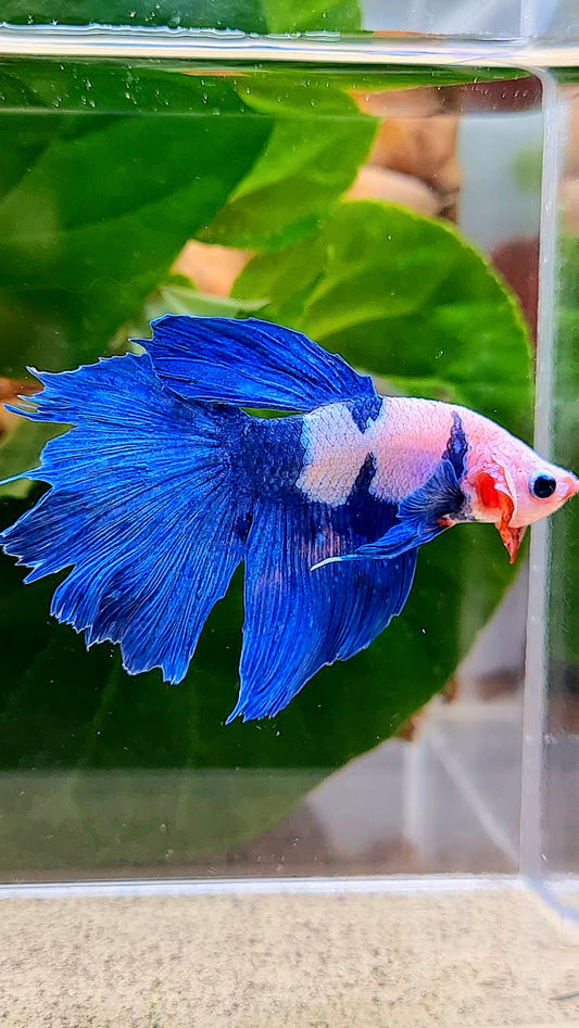 HALFMOON PINK FANCY FLAMINGGO BLUE DOT BETTA FISH