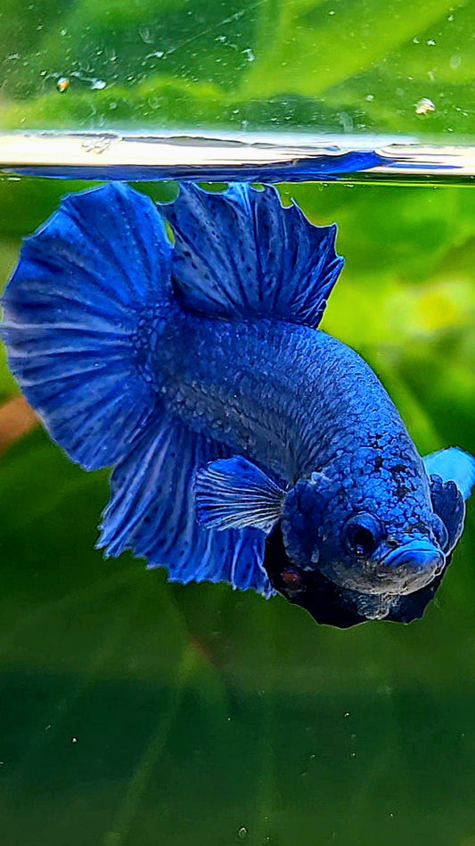 PLAKAT ROYAL BLUE BETTA FISH