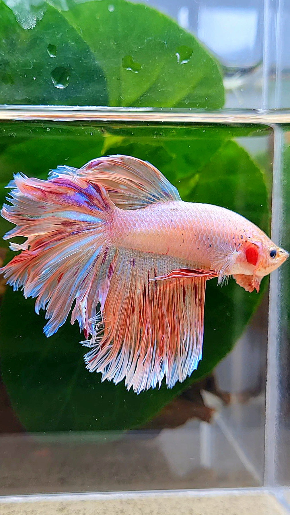 HALFMOON ROSETAIL PINK FANCY FLAMINGGO ARMAGEDDON BETTA FISH
