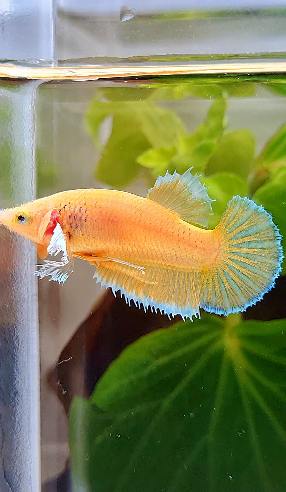 FEMALE PLAKAT DUMBO EAR GOLD BETTA FISH