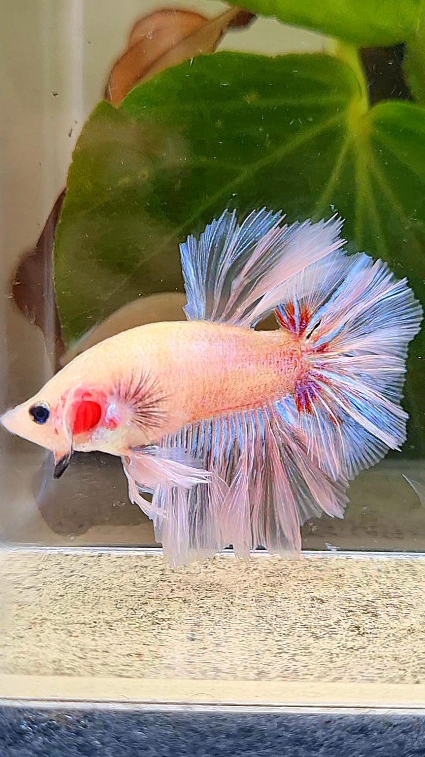 KING ROSETAIL HALFMOON WHITE CELLOPHANE UNIQUE BETTA FISH
