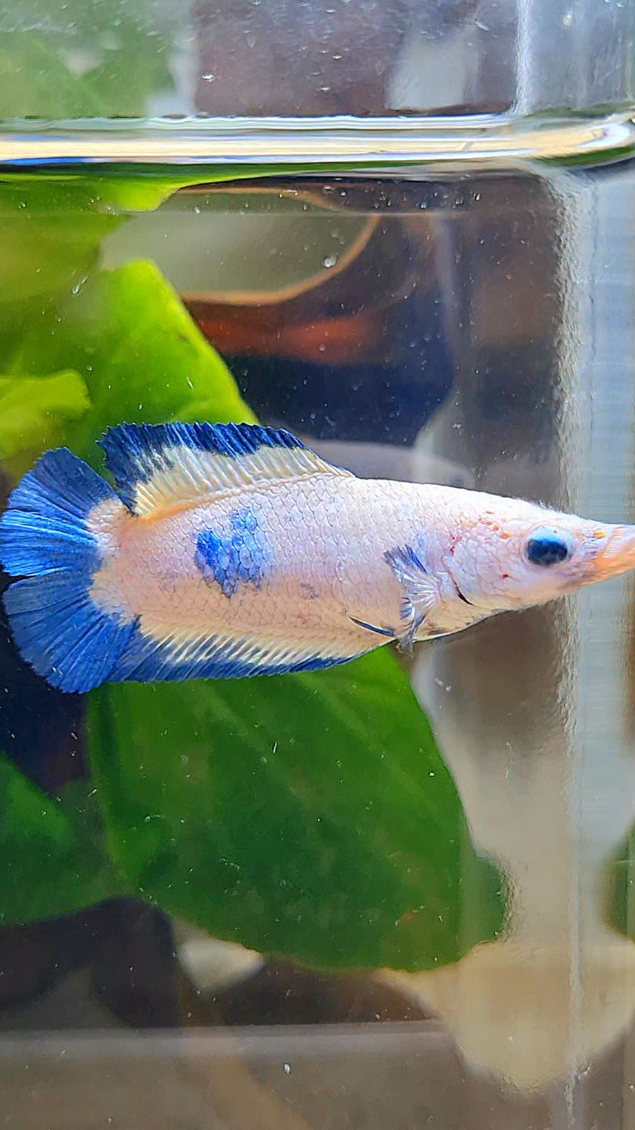 FEMALE PLAKAT DOUBLE TAIL BLUE RIM MARBLE BETTA FISH