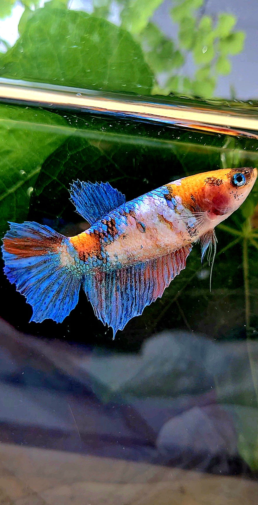 FEMALE HALFMOON GALAXY MULTICOLOR BETTA FISH