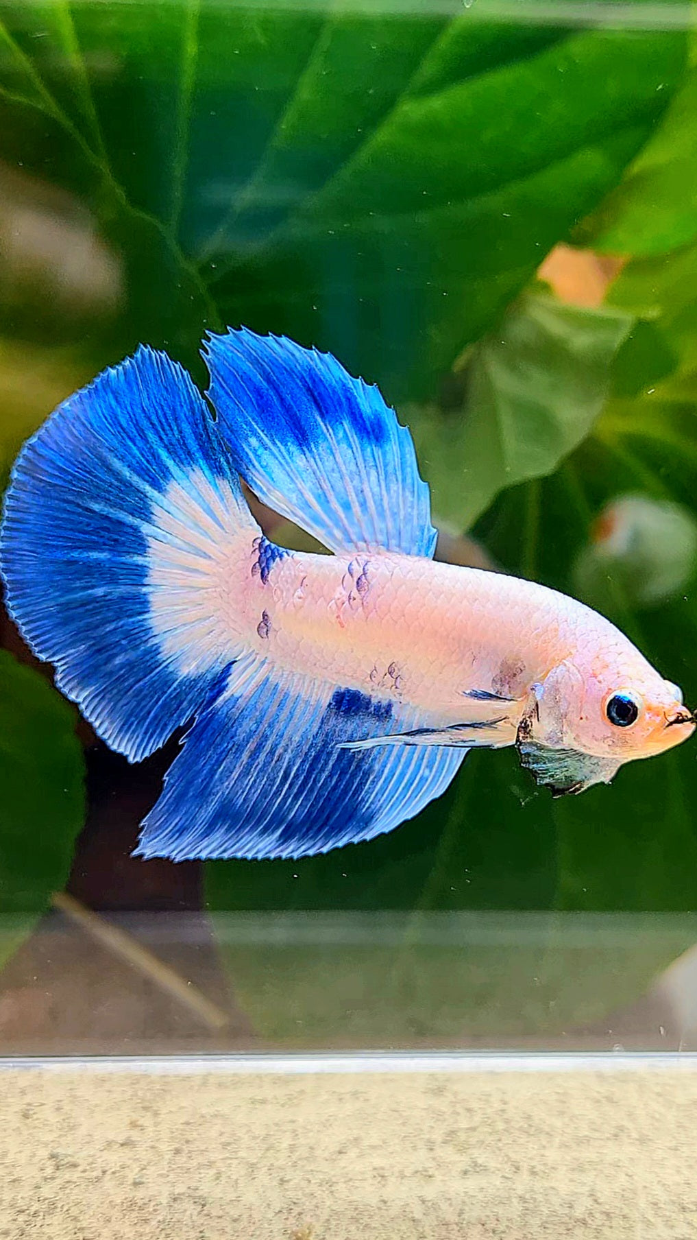 HALFMOON BLUE RIM DOTS MARBLE BETTA FISH