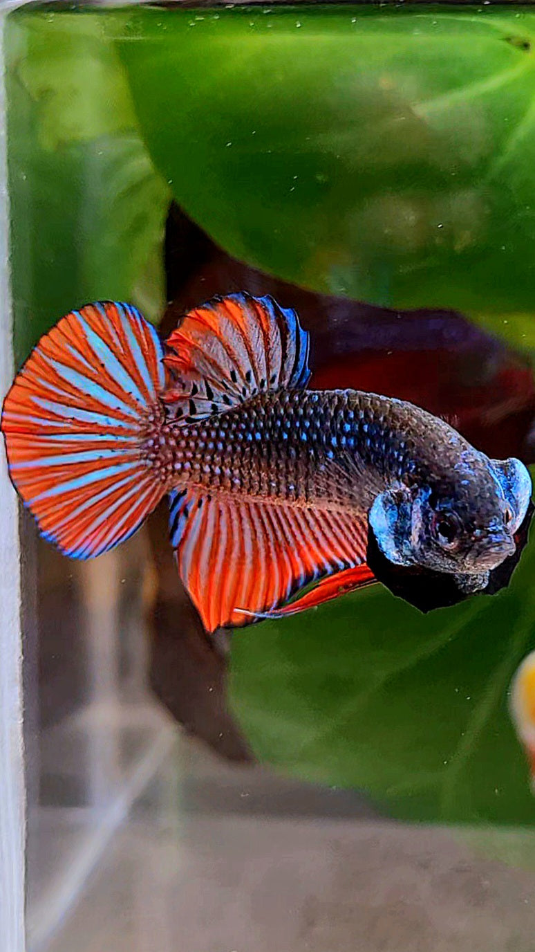 PLAKAT IMBELLIS ORANGE GREEN HYBRID WILD BETTA FISH