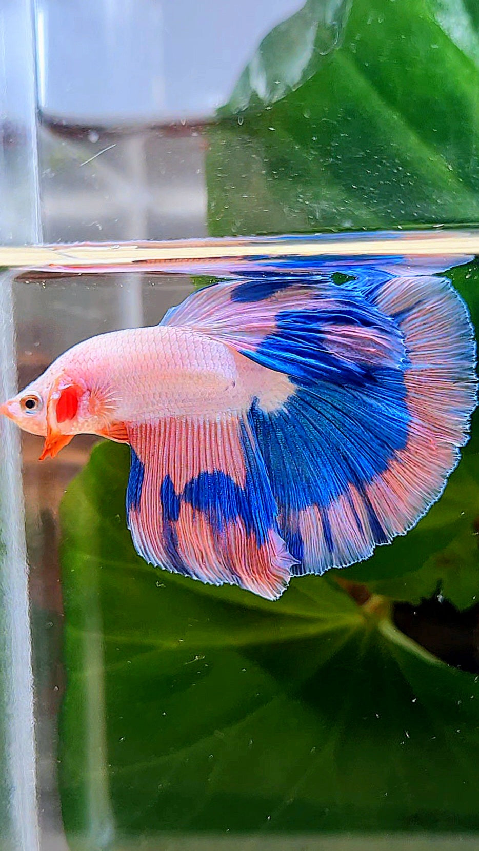LUXURY HALFMOON ROSETAIL PINK FANCY FLAMINGGO BLUE BUTTERFLY BETTA FISH
