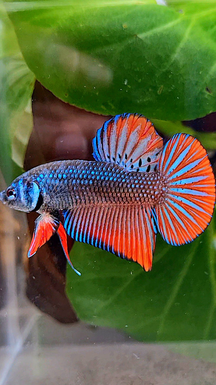 PLAKAT IMBELLIS ORANGE GREEN HYBRID WILD BETTA FISH
