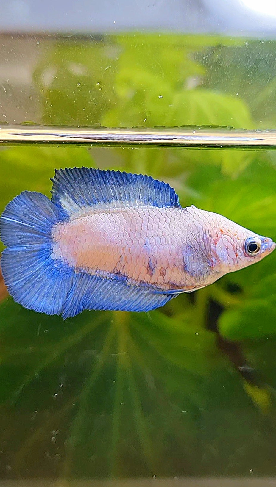 FEMALE PLAKAT DOUBLE TAIL BLUE RIM BETTA FISH