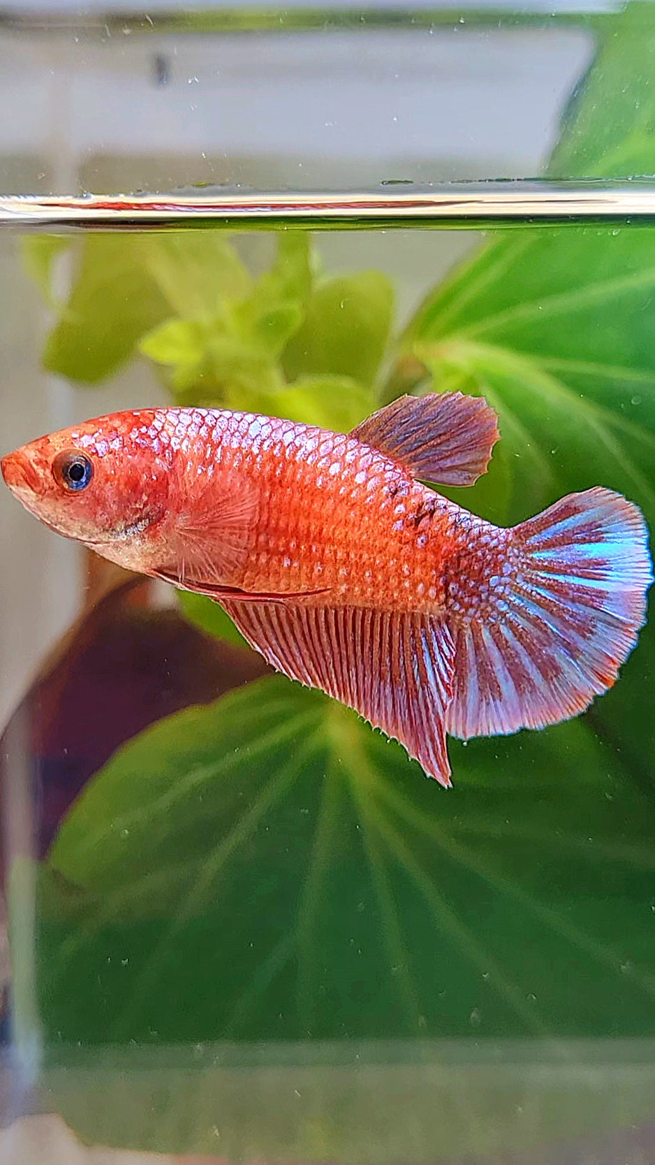 FEMALE PLAKAT PURPLE FANCY BETTA FISH