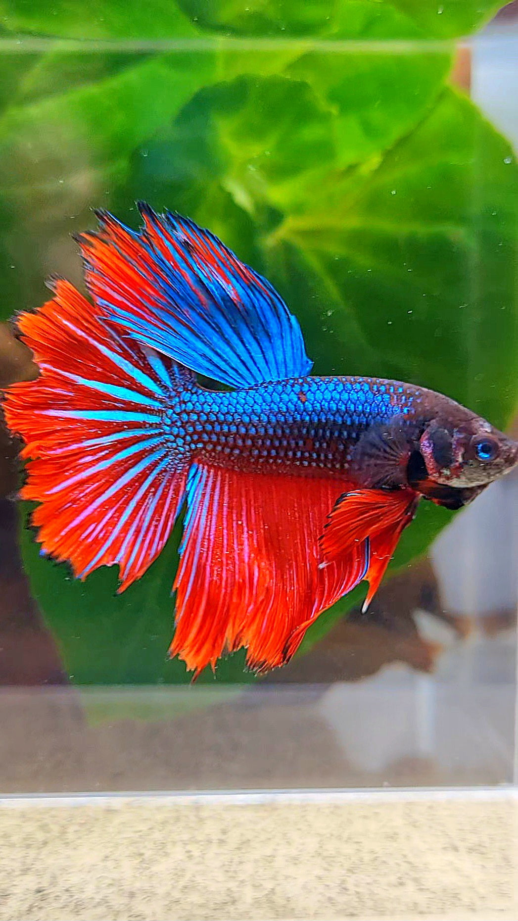 HALFMOON IMBELLIS BLUE RED HYBRID WILD BETTA FISH