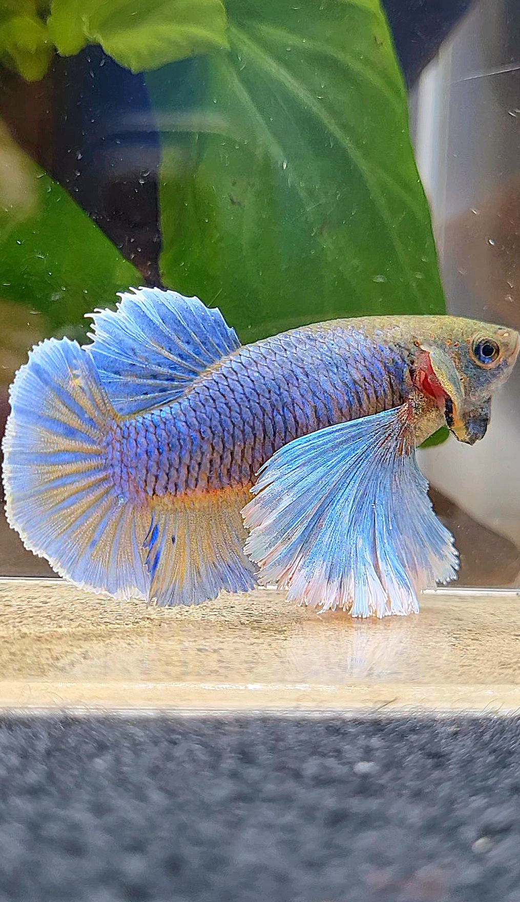 FEMALE PLAKAT SUPER DUMBO EAR PURPLE YELLOW PINEAPPLE BETTA FISH