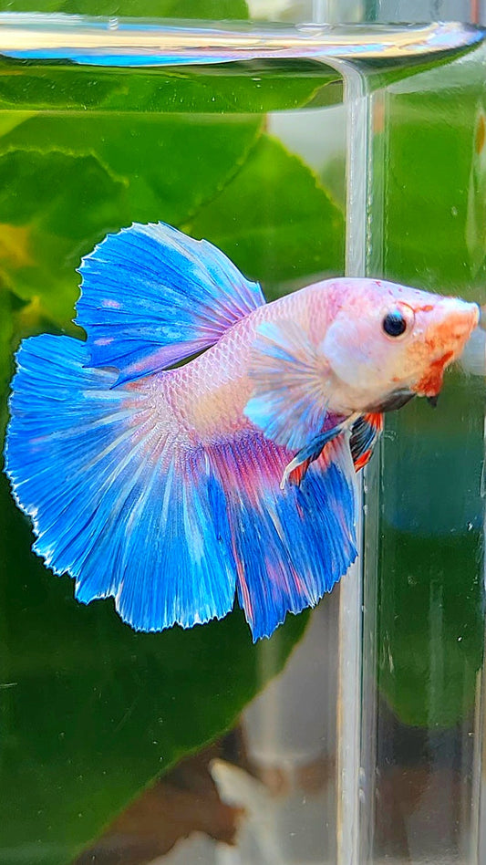 HALFMOON BLUE RIM PURPLE FLAMINGGO BETTA FISH