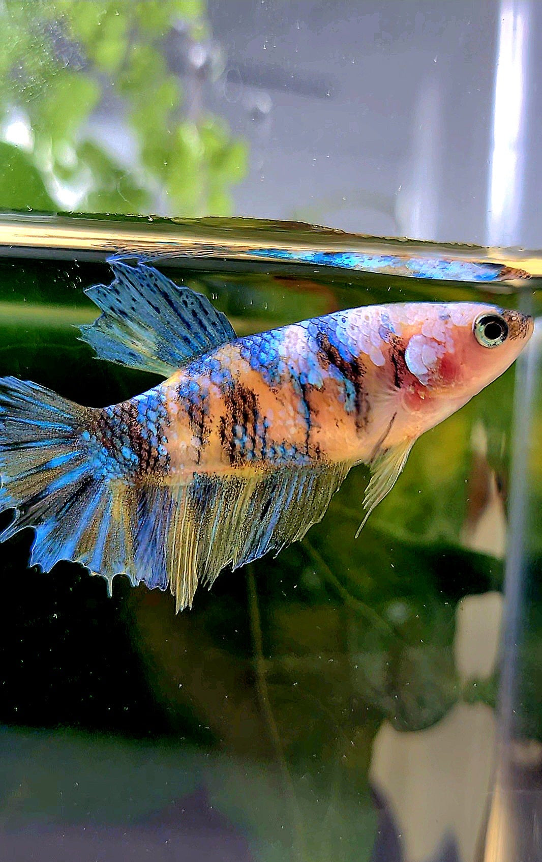 FEMALE HALFMOON YELLOW KOI GALAXY MULTICOLOR BETTA FISH