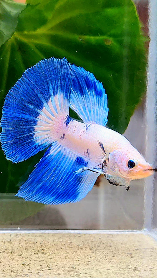 HALFMOON BLUE RIM DOTS MARBLE BETTA FISH