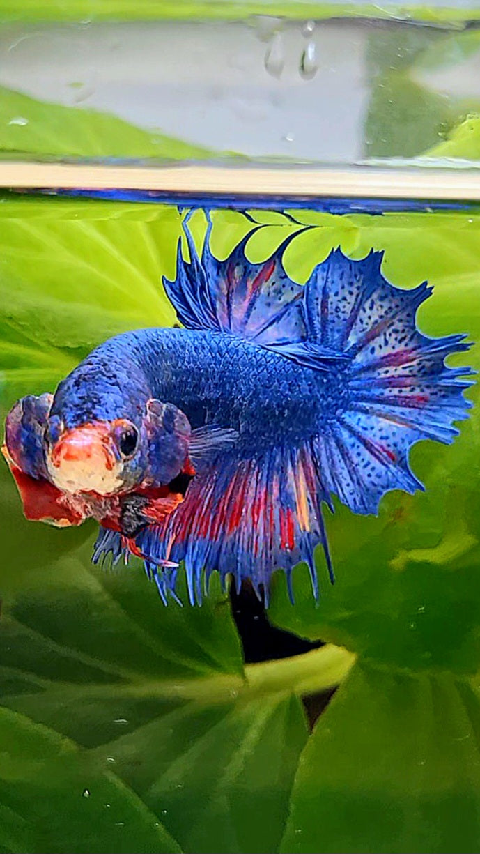 CROWNTAIL PLAKAT BLUE PINK FANCY BETTA FISH