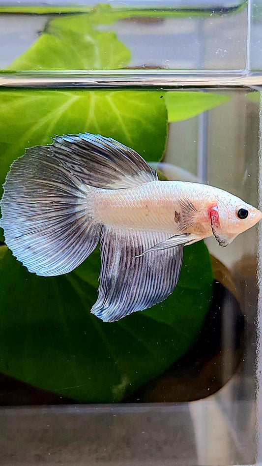 HALFMOON COPEER RIM BETTA FISH