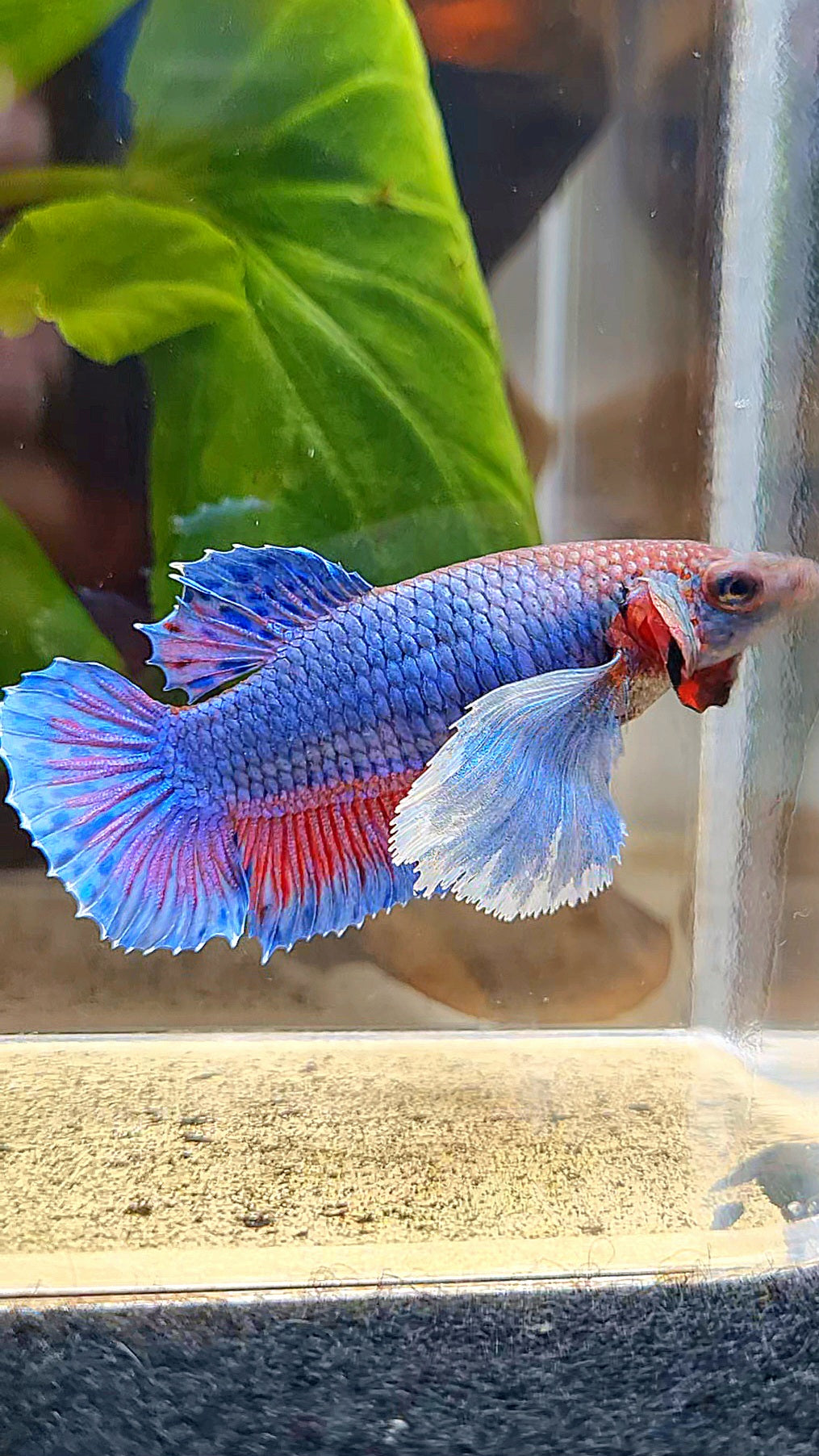 FEMALE PLAKAT SUPER DUMBO EAR BLUE PURPLE BETTA FISH