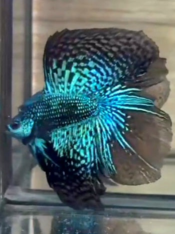 LUXURY HALFMOON DOUBLE TAIL GREEN ALIEN HYBRID WILD BETTA FISH