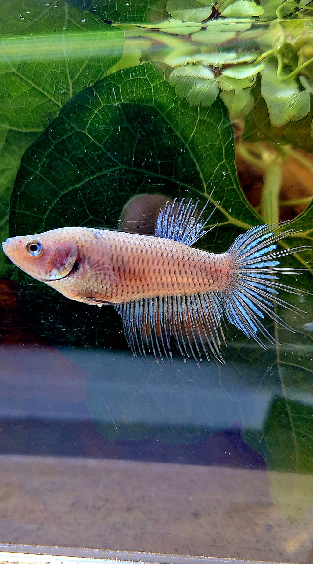 FEMALE CROWNTAIL BETTA FISH