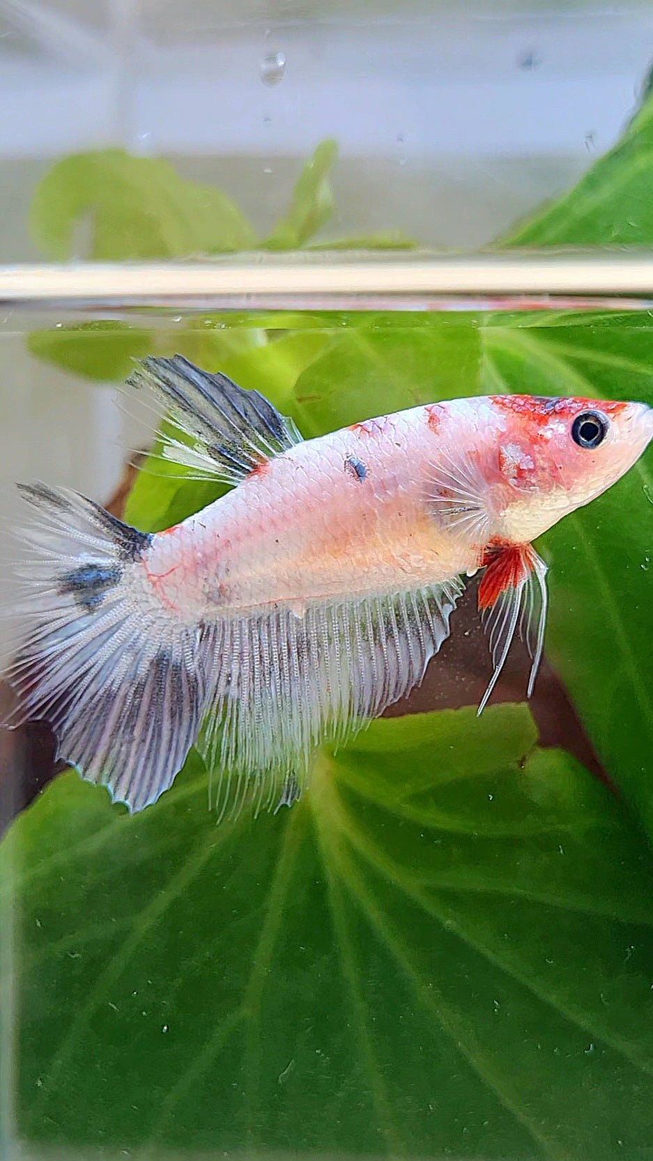 FEMALE HALFMOON WHITE COPPER KOI BETTA FISH