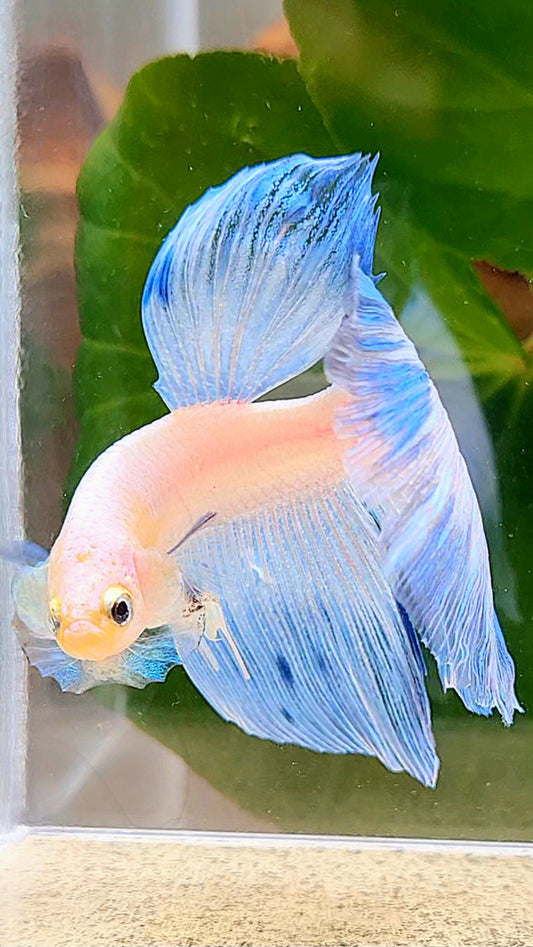HALFMOON ROSETAIL WHITE BLUE ICE BETTA FISH