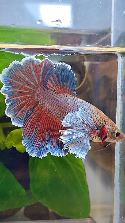 FEMALE HALFMOON ROSETAIL SUPER DUMBO EAR PURPLE BETTA FISH