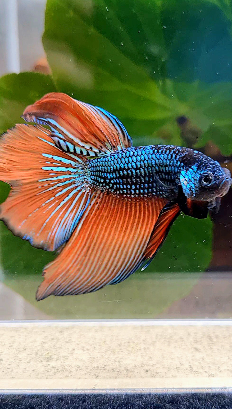 HALFMOON HYBRID BLUE ORANGE WILD BETTA FISH