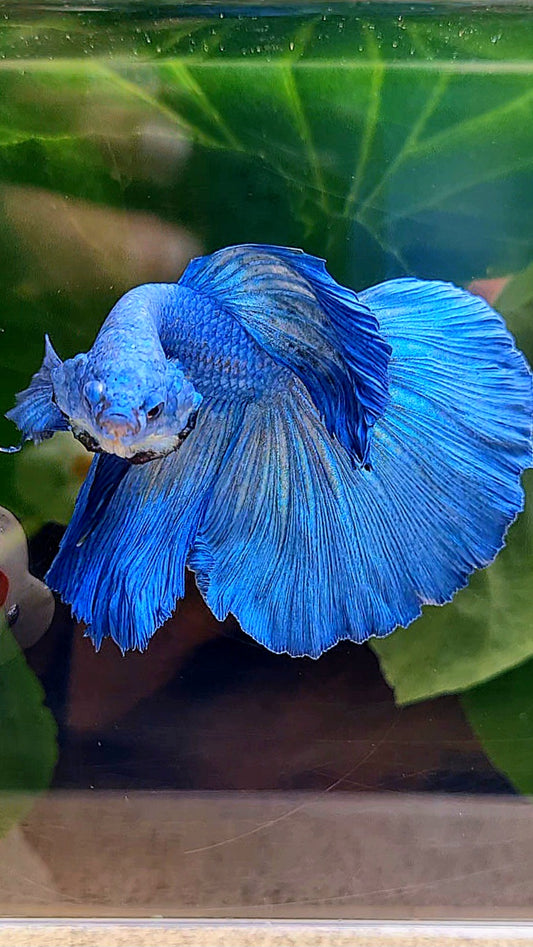 HALFMOON ROSETAIL BLUE BETTA FISH