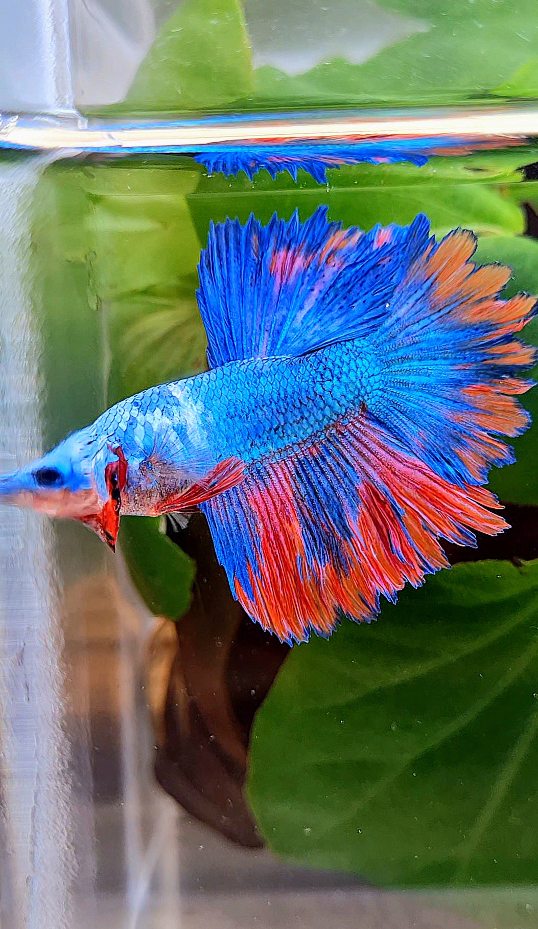 HALFMOON ROSETAIL BLUE PINK PATTERN BETTA FISH