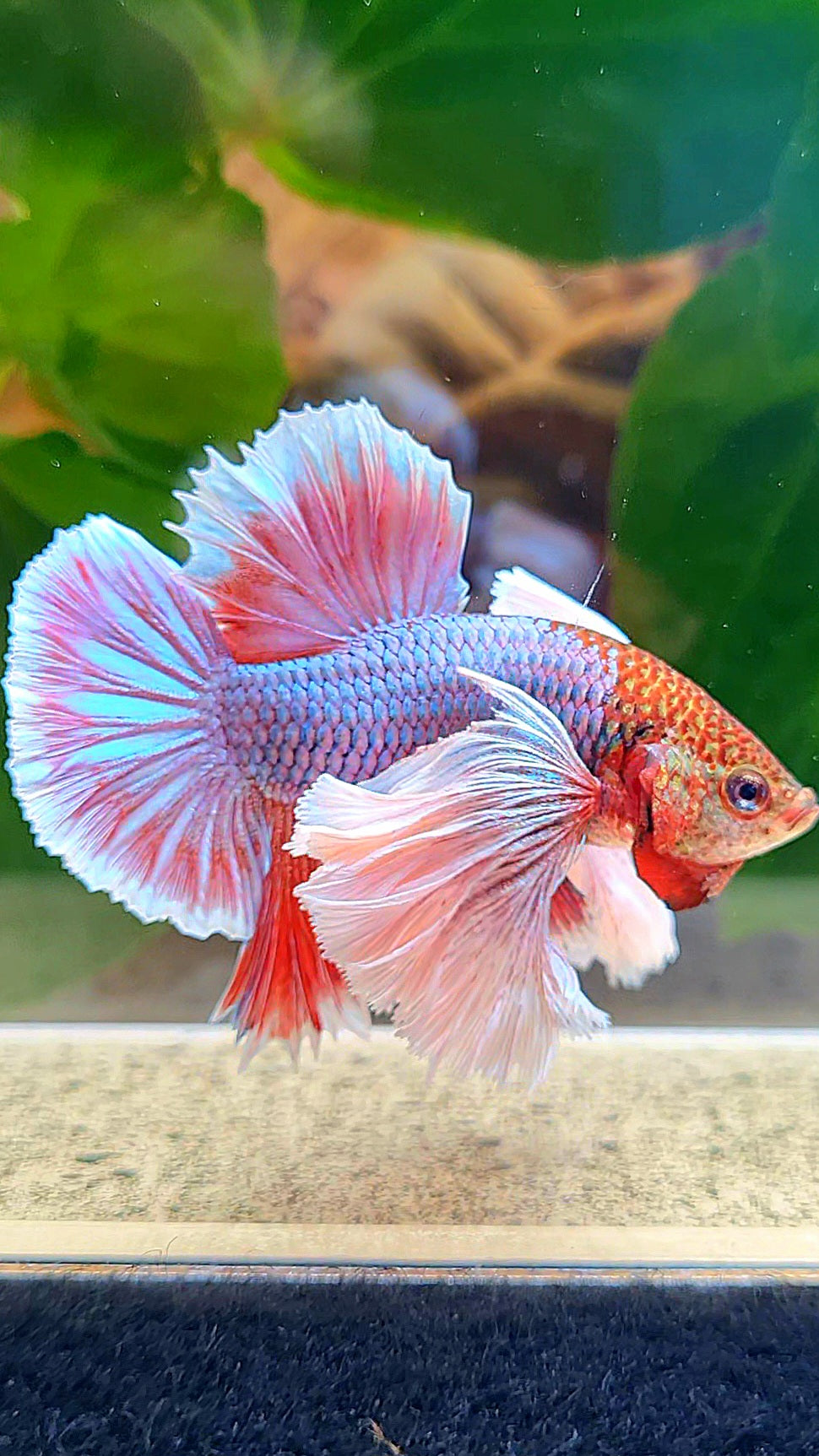 LUXURY HMPK SUPER DUMBO EAR PURPLE UNICORN BETTA FISH
