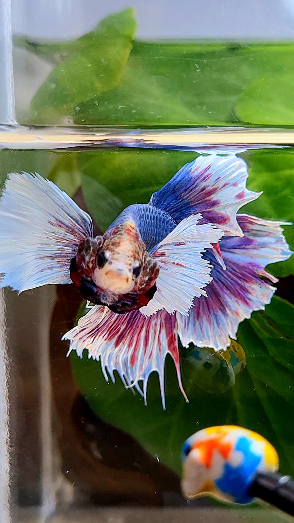 HALFMOON DUMBO EAR PURPLE BLUE FANCY BETTA FISH