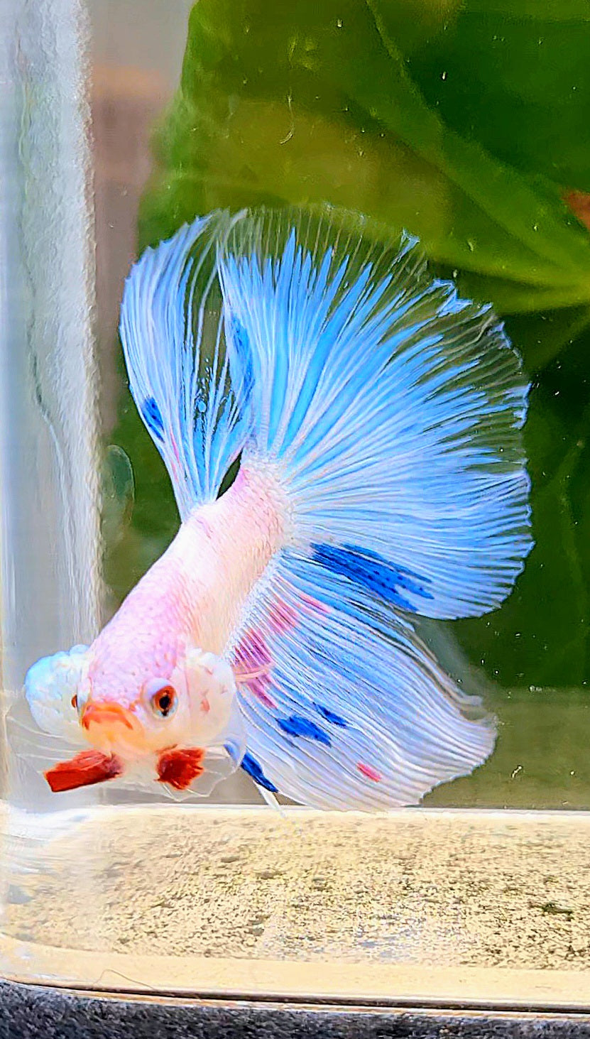 HALFMOON ROSETAIL WHITE BLUE FANCY FLAMINGGO BETTA FISH