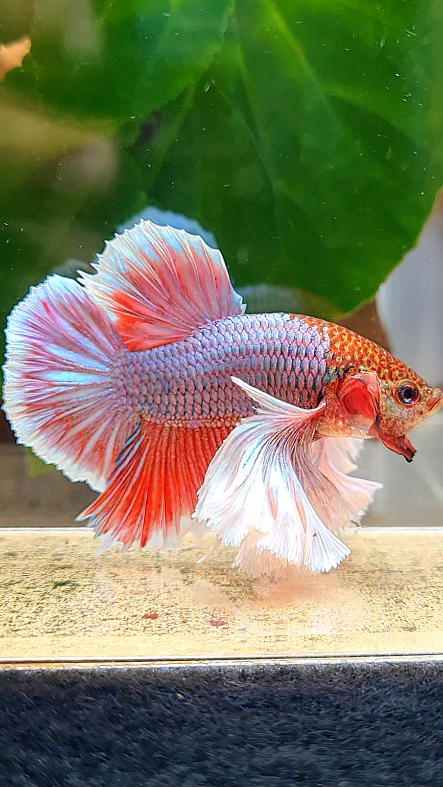 LUXURY HMPK SUPER DUMBO EAR PURPLE UNICORN BETTA FISH