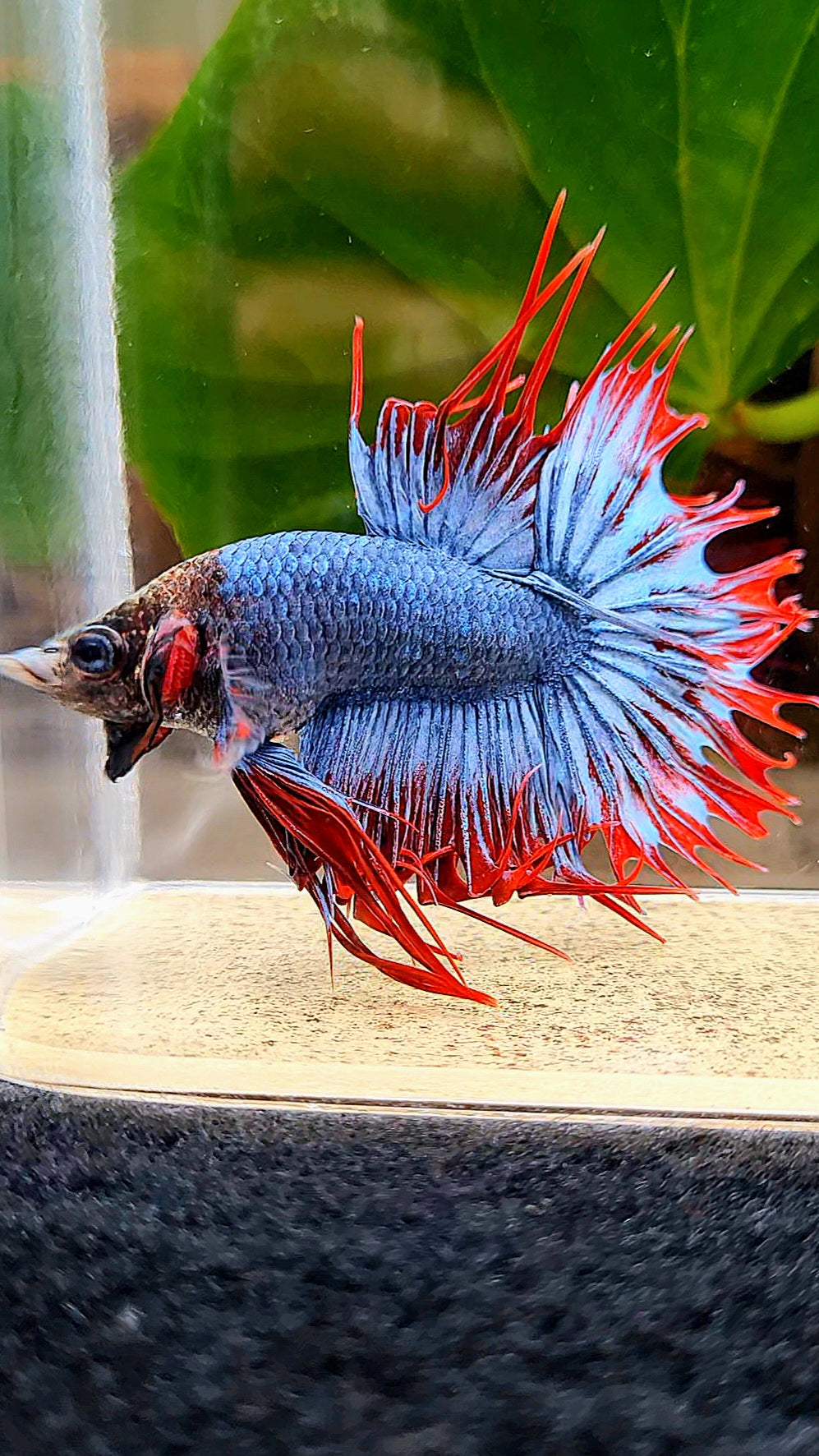 CROWNTAIL MASCOT MONKEY FACE BETTA FISH