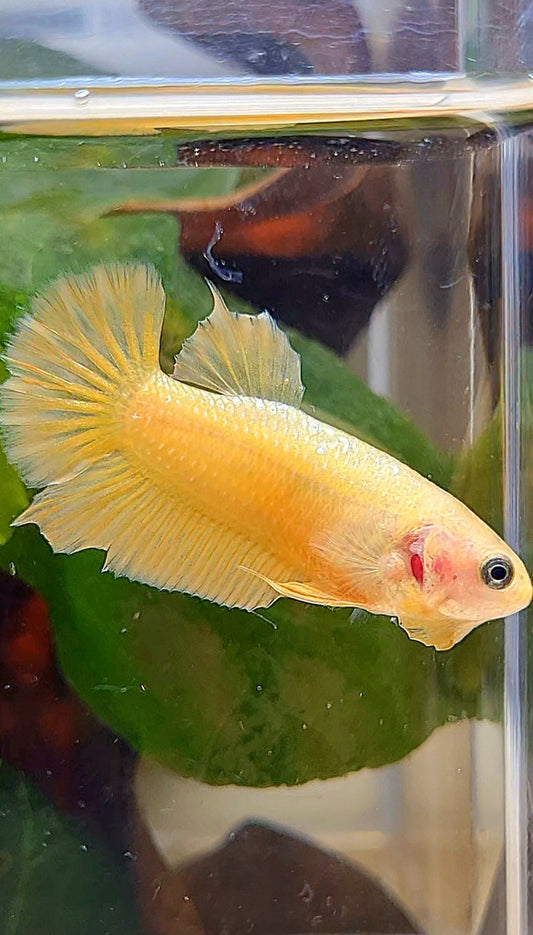 FEMALE PLAKAT SUPER GOLD BETTA FISH
