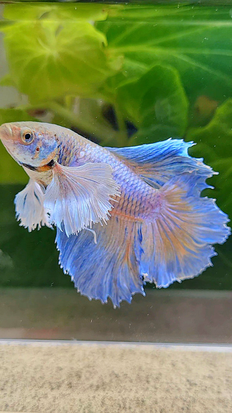 LUXURY FEMALE HALFMOON ROSETAIL DUMBO EAR BLUE ORANGE PINEAPPLE BETTA FISH